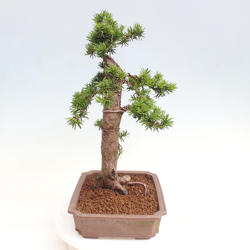 Outdoor bonsai - Taxus cuspidata - Japanese yew