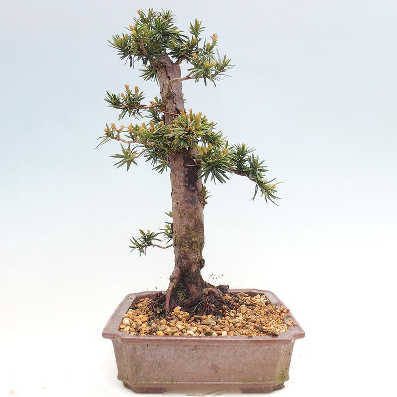 Outdoor bonsai - Taxus cuspidata - Japanese yew