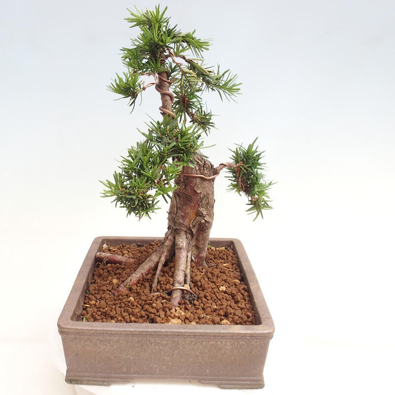 Outdoor bonsai - Taxus cuspidata - Japanese yew