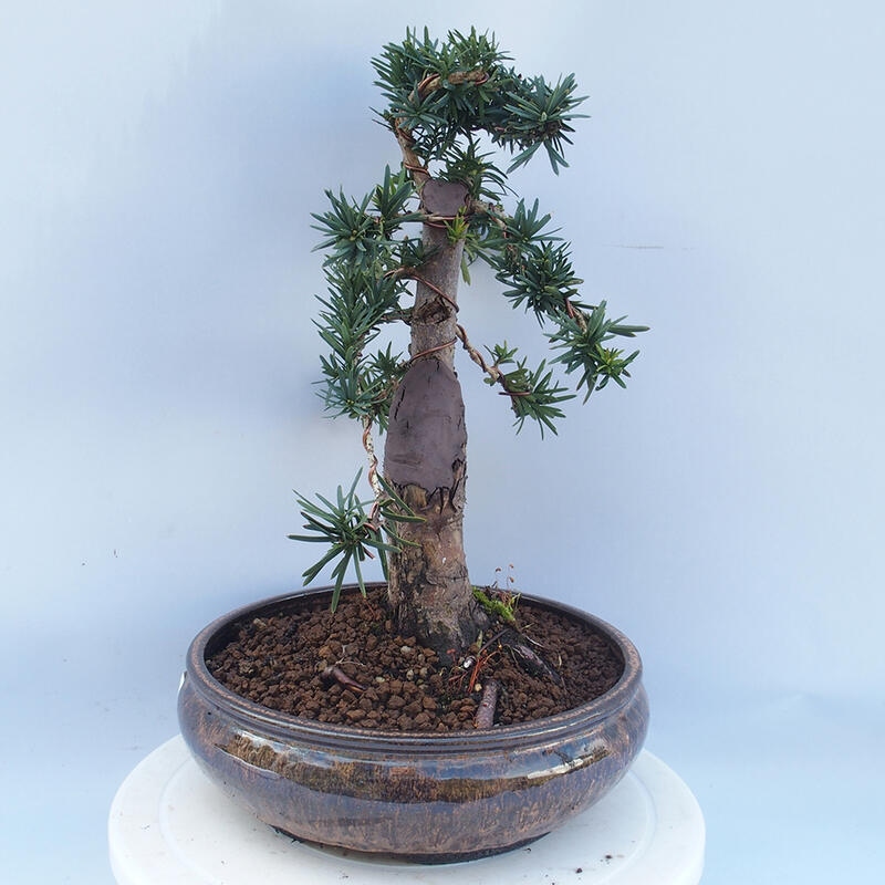 Outdoor bonsai - Taxus cuspidata - Japanese yew