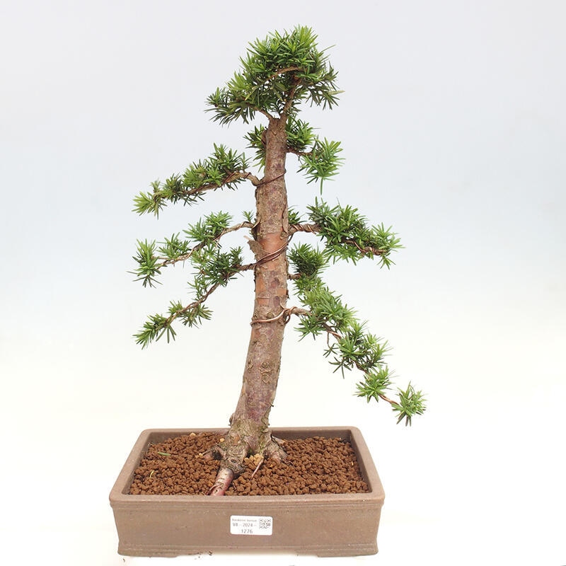 Outdoor bonsai - Taxus cuspidata - Japanese yew