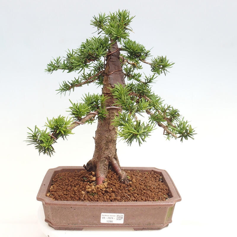 Outdoor bonsai - Taxus cuspidata - Japanese yew