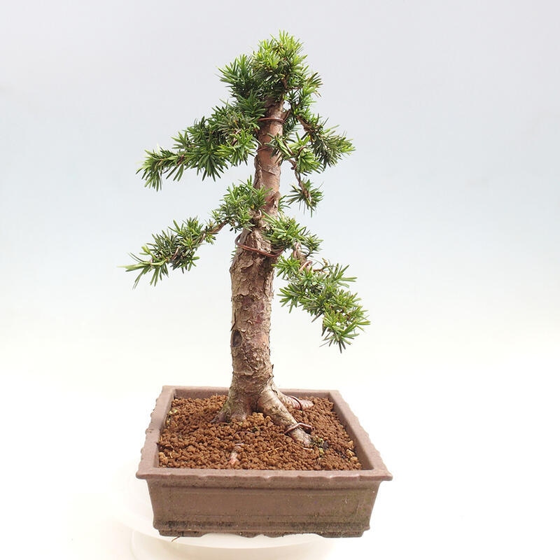 Outdoor bonsai - Taxus cuspidata - Japanese yew