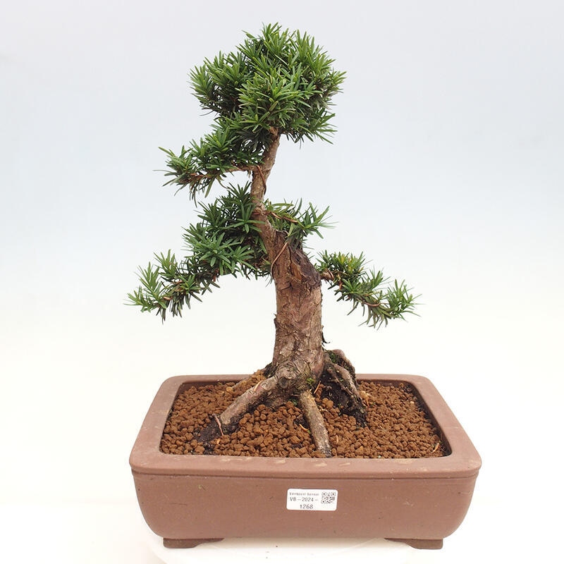 Outdoor bonsai - Taxus cuspidata - Japanese yew