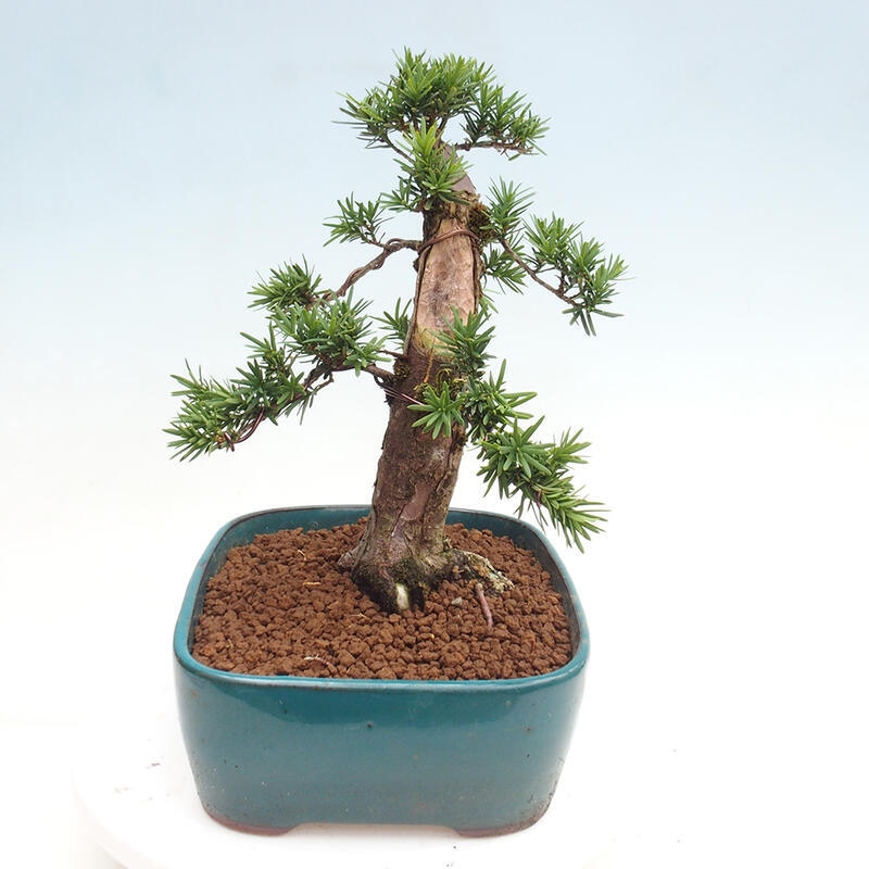 Outdoor bonsai - Taxus cuspidata - Japanese yew