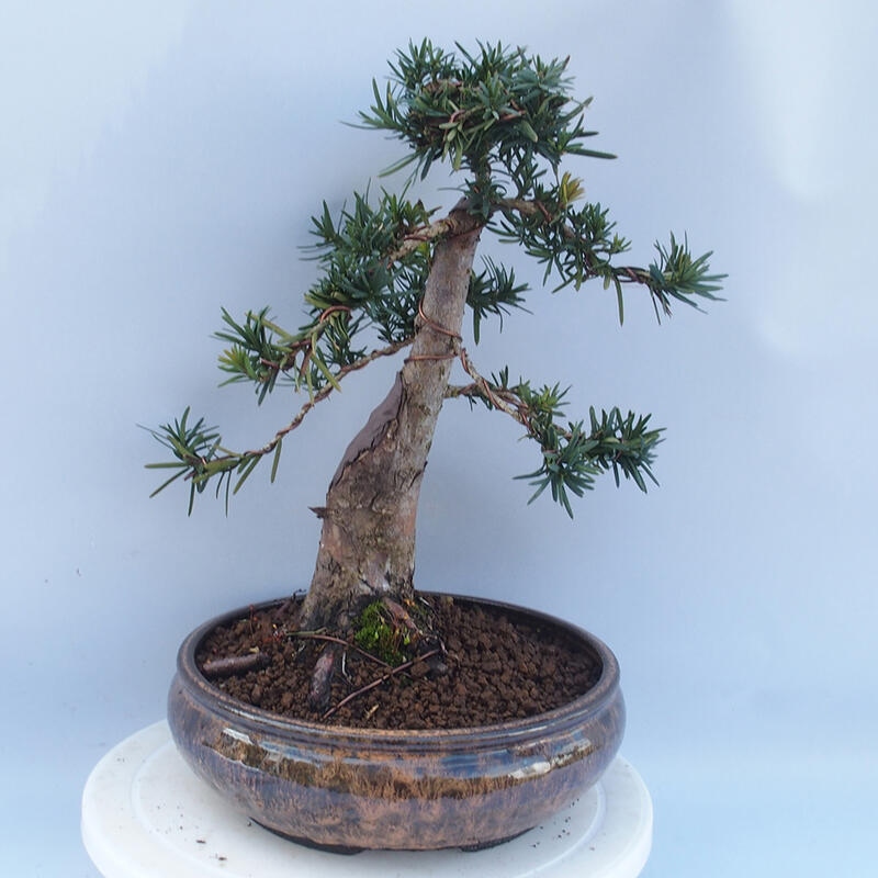 Outdoor bonsai - Taxus cuspidata - Japanese yew