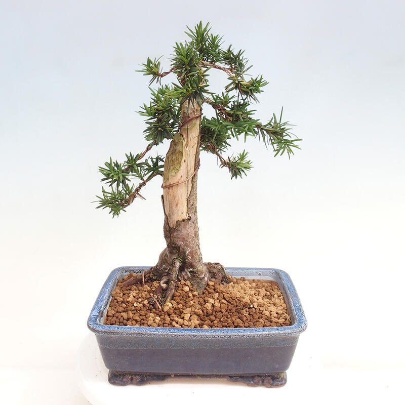 Outdoor bonsai - Taxus cuspidata - Japanese yew