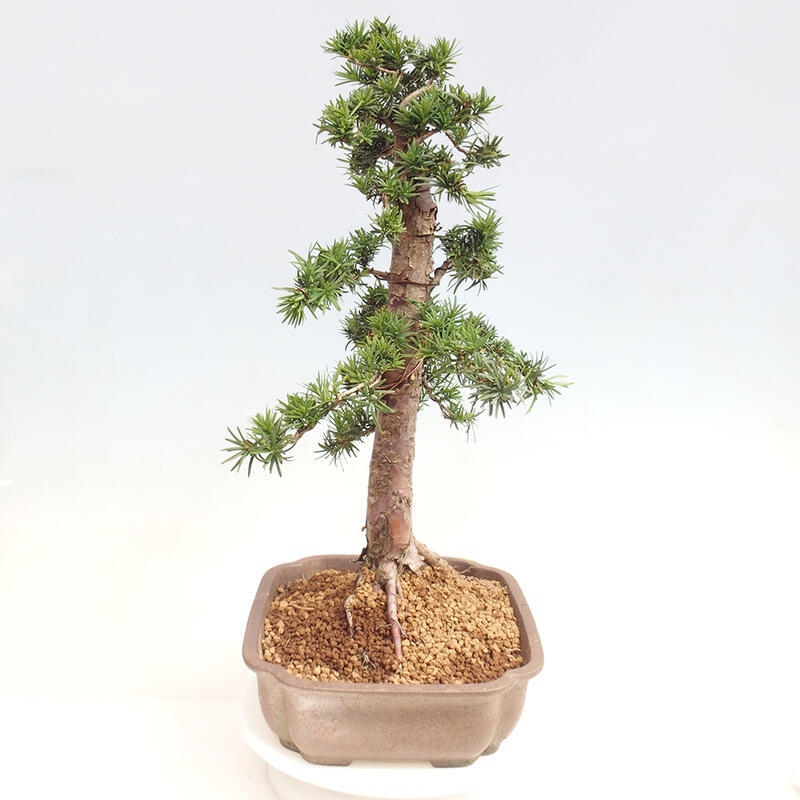 Outdoor bonsai - Taxus cuspidata - Japanese yew