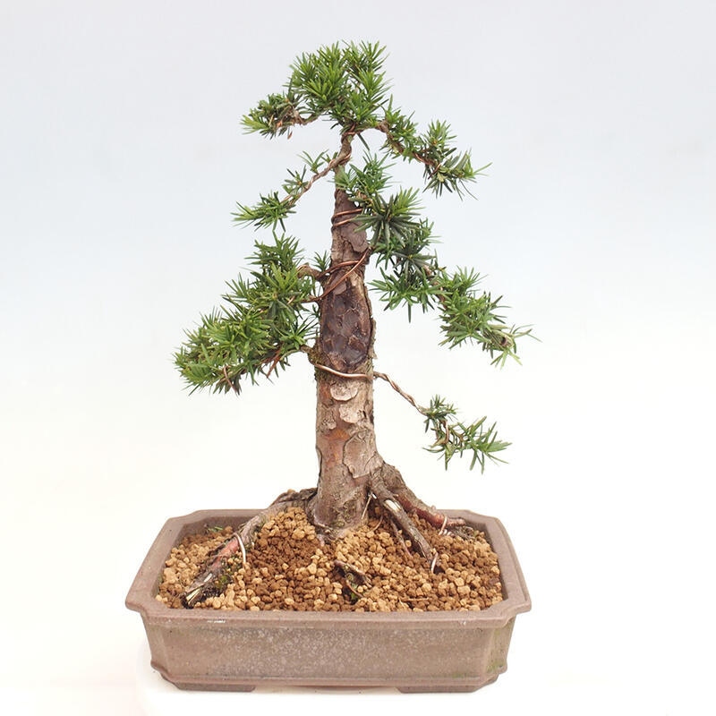 Outdoor bonsai - Taxus cuspidata - Japanese yew