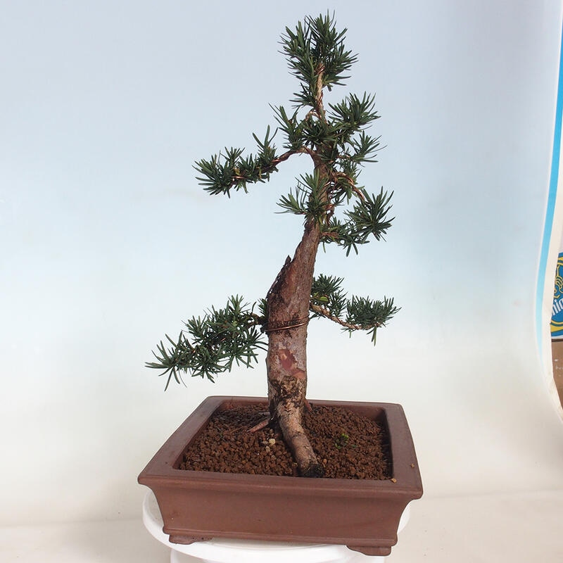 Outdoor bonsai - Taxus cuspidata - Japanese yew