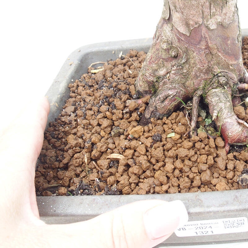 Outdoor bonsai - Taxus cuspidata - Japanese yew