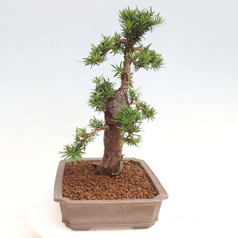 Outdoor bonsai - Taxus cuspidata - Japanese yew