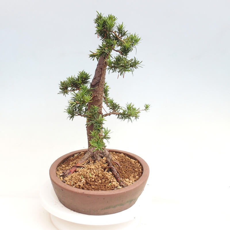 Outdoor bonsai - Taxus cuspidata - Japanese yew