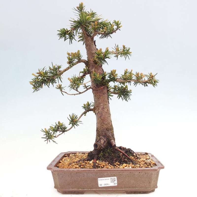 Outdoor bonsai - Taxus cuspidata - Japanese yew