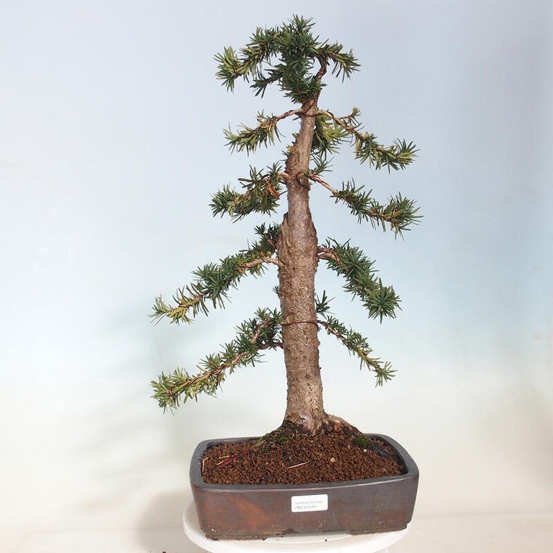 Outdoor bonsai - Taxus cuspidata - Japanese yew