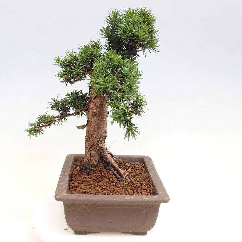 Outdoor bonsai - Taxus cuspidata - Japanese yew