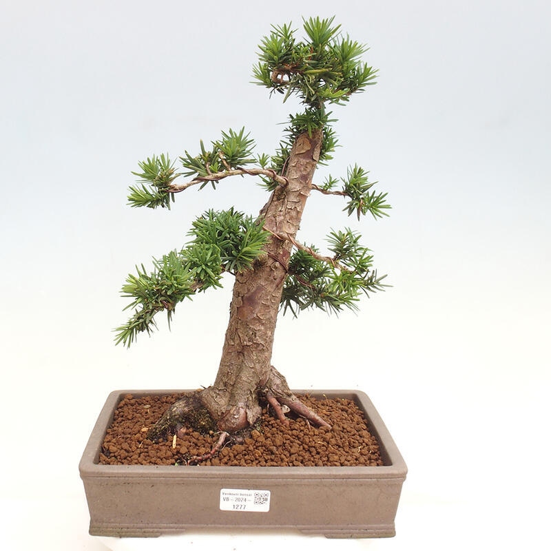 Outdoor bonsai - Taxus cuspidata - Japanese yew