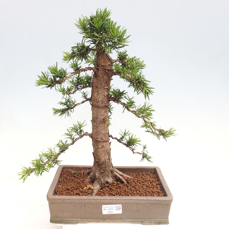 Outdoor bonsai - Taxus cuspidata - Japanese yew