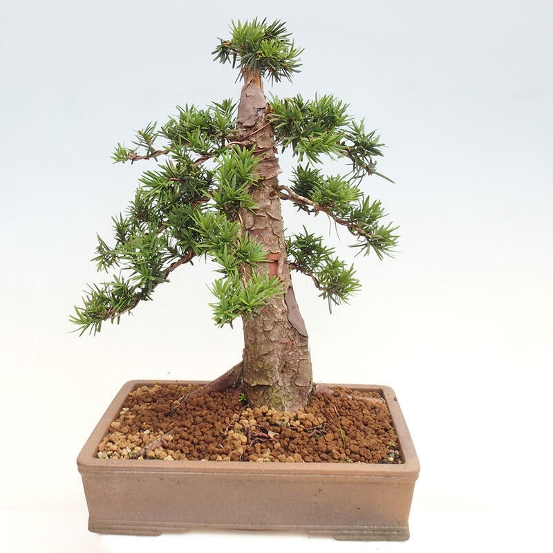 Outdoor bonsai - Taxus cuspidata - Japanese yew