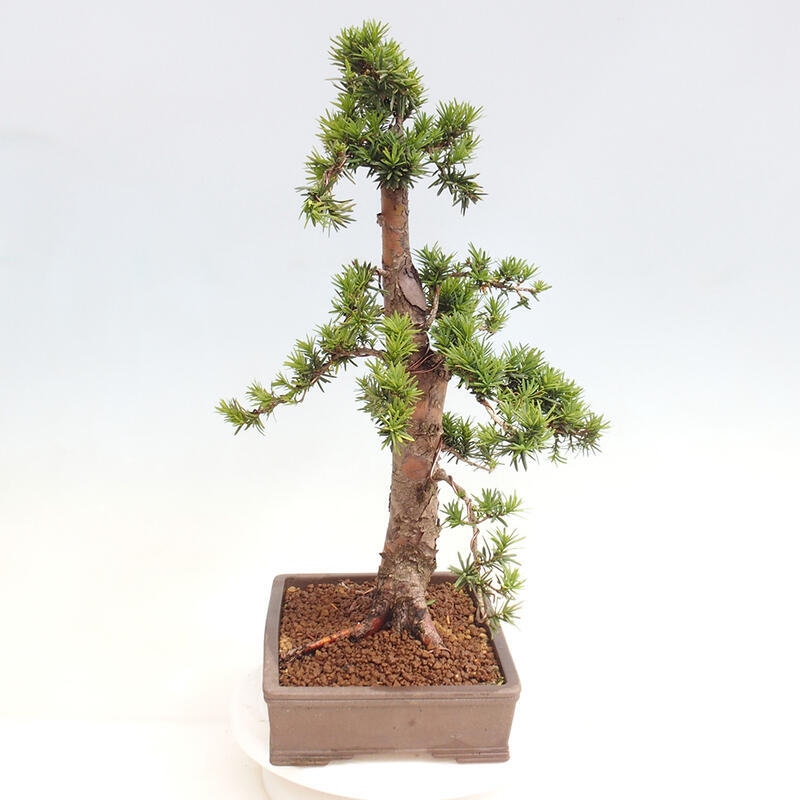 Outdoor bonsai - Taxus cuspidata - Japanese yew