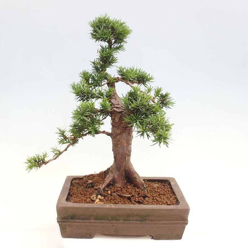 Outdoor bonsai - Taxus cuspidata - Japanese yew