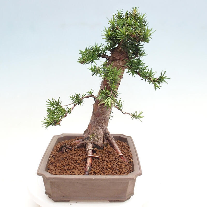 Outdoor bonsai - Taxus cuspidata - Japanese yew