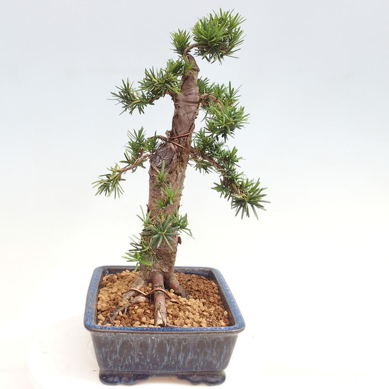 Outdoor bonsai - Taxus cuspidata - Japanese yew