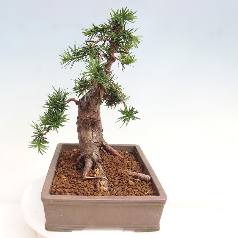 Outdoor bonsai - Taxus cuspidata - Japanese yew