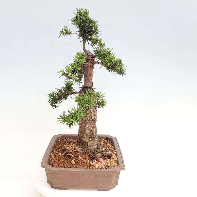 Outdoor bonsai - Taxus cuspidata - Japanese yew