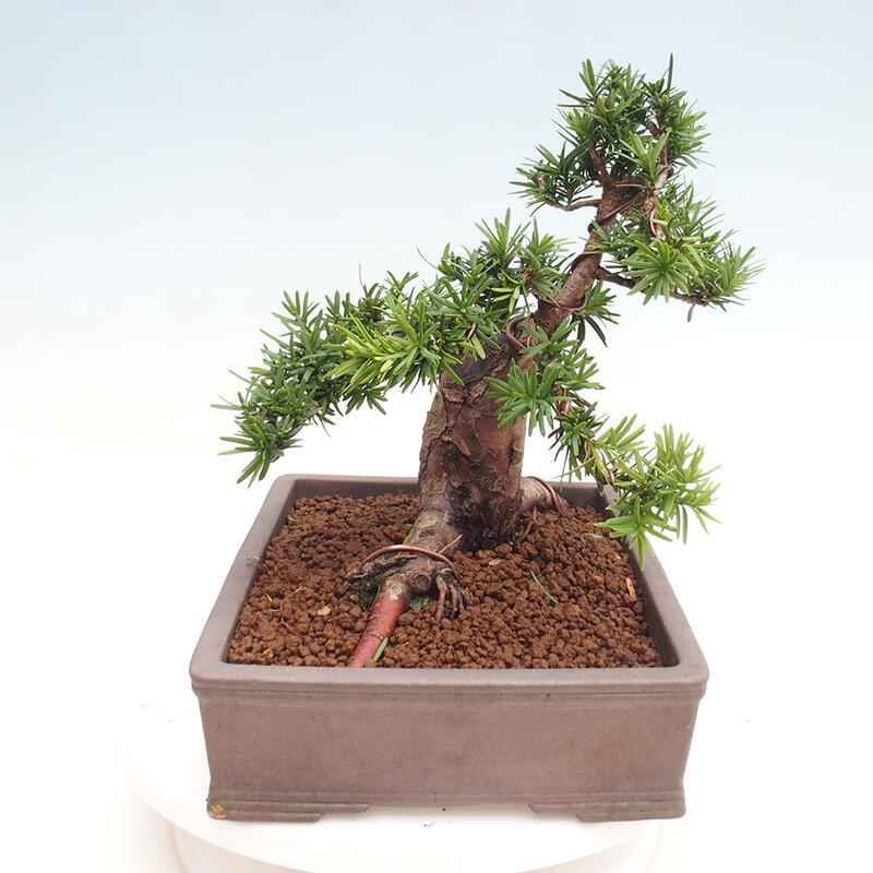 Outdoor bonsai - Taxus cuspidata - Japanese yew