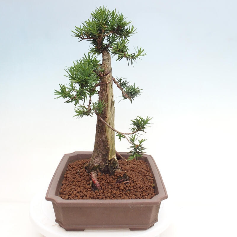 Outdoor bonsai - Taxus cuspidata - Japanese yew