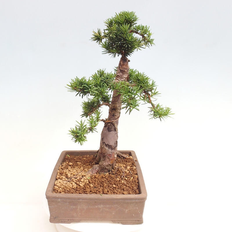 Outdoor bonsai - Taxus cuspidata - Japanese yew