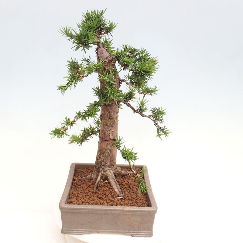 Outdoor bonsai - Taxus cuspidata - Japanese yew