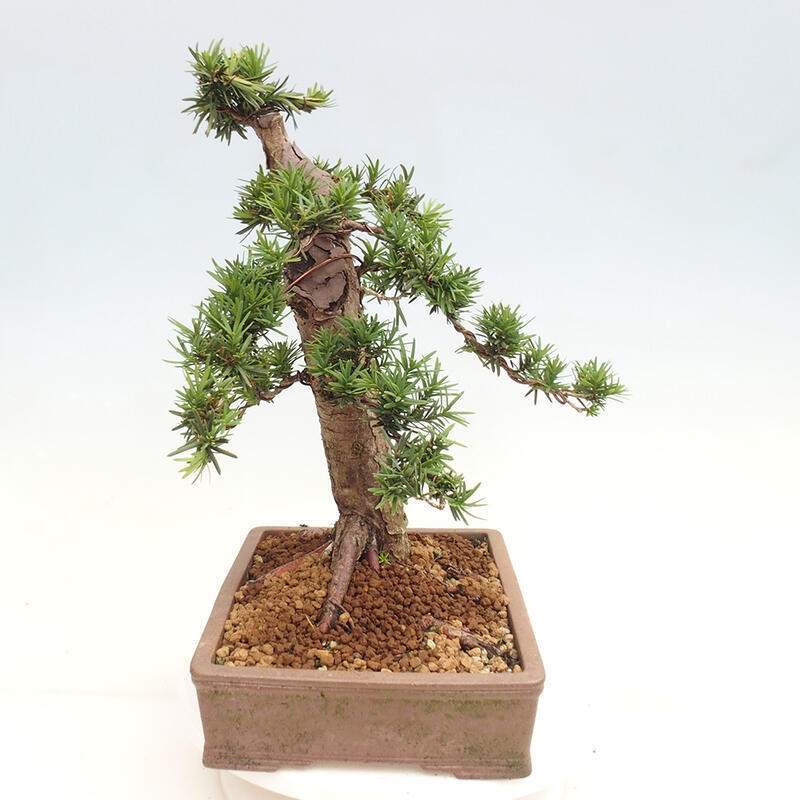 Outdoor bonsai - Taxus cuspidata - Japanese yew