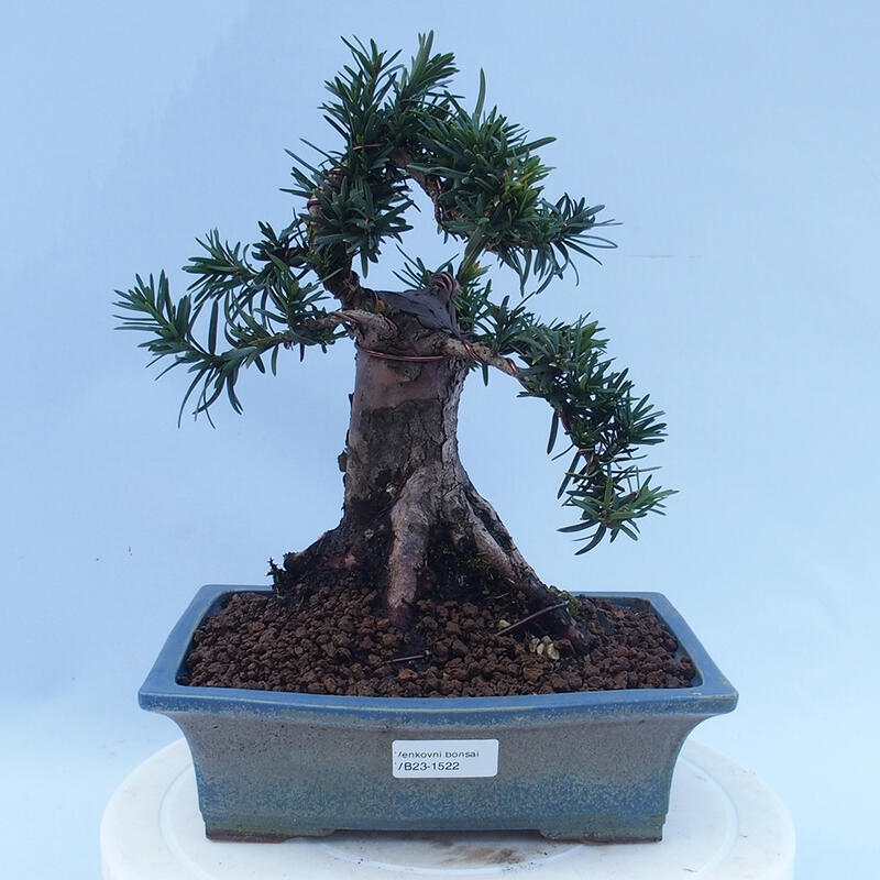 Outdoor bonsai - Taxus cuspidata - Japanese yew