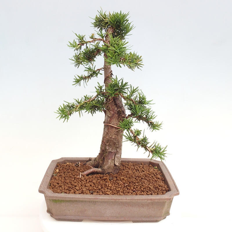 Outdoor bonsai - Taxus cuspidata - Japanese yew