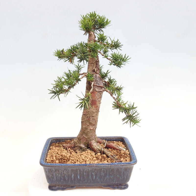 Outdoor bonsai - Taxus cuspidata - Japanese yew