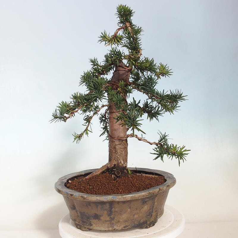 Outdoor bonsai - Taxus cuspidata - Japanese yew