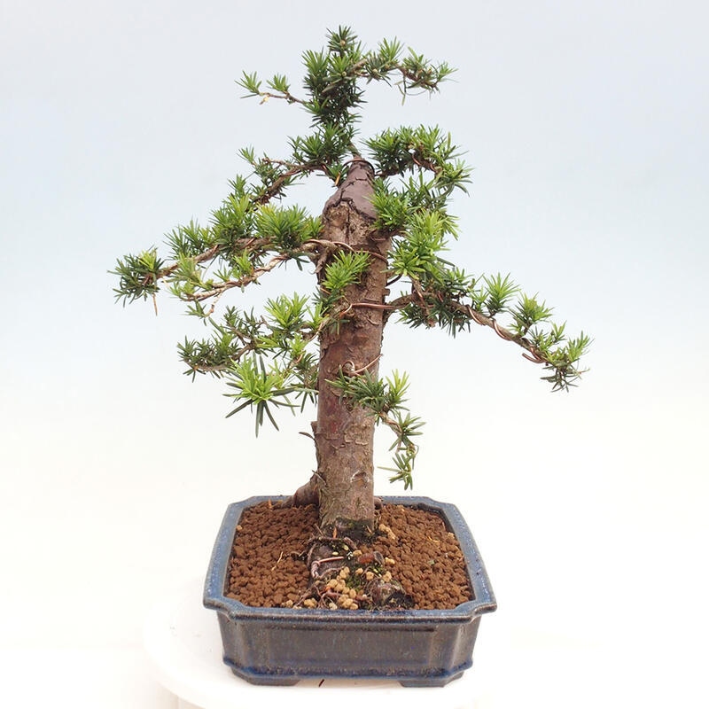 Outdoor bonsai - Taxus cuspidata - Japanese yew