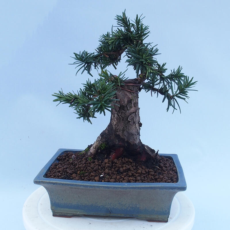 Outdoor bonsai - Taxus cuspidata - Japanese yew