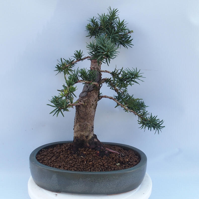 Outdoor bonsai - Taxus cuspidata - Japanese yew