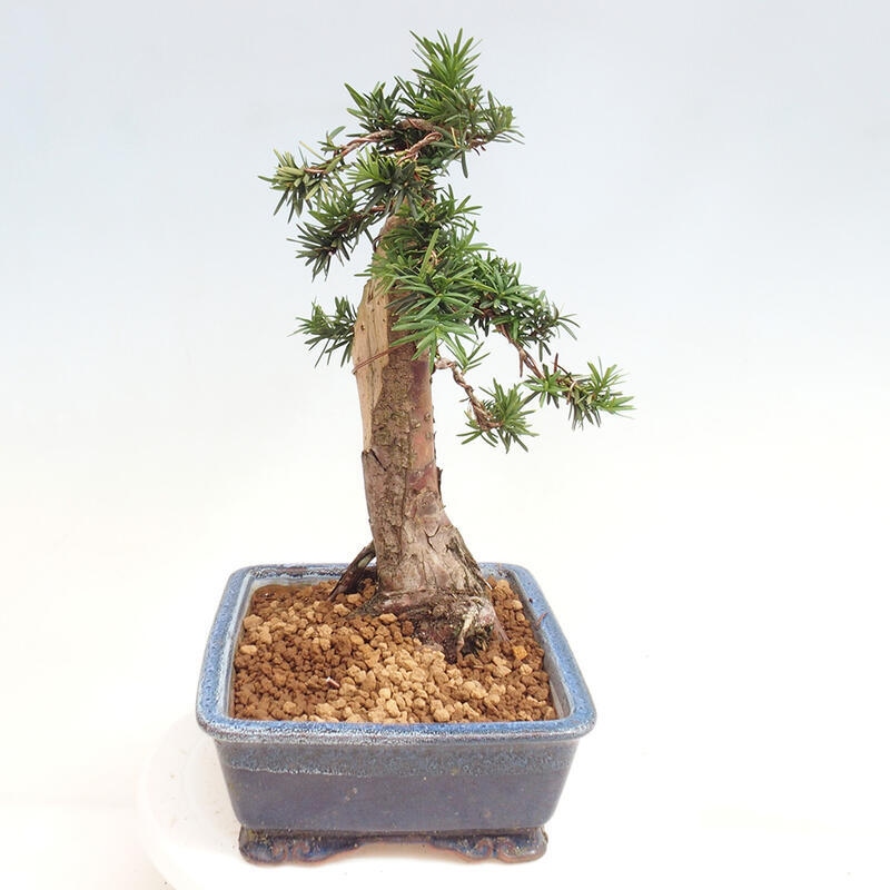 Outdoor bonsai - Taxus cuspidata - Japanese yew