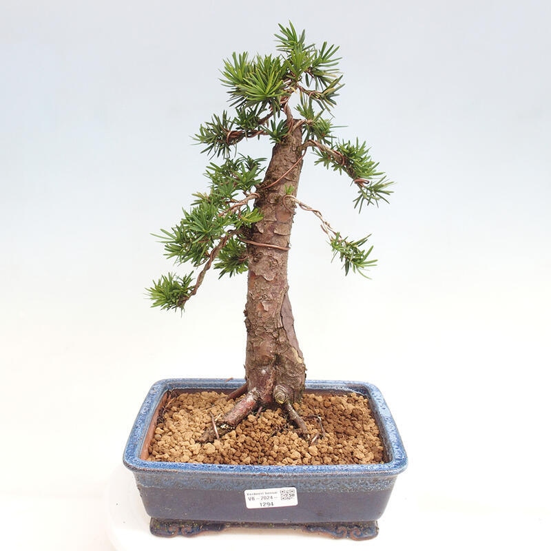 Outdoor bonsai - Taxus cuspidata - Japanese yew