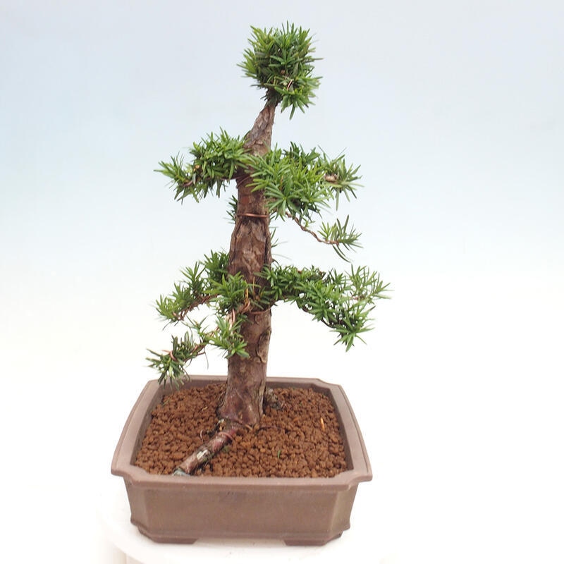 Outdoor bonsai - Taxus cuspidata - Japanese yew