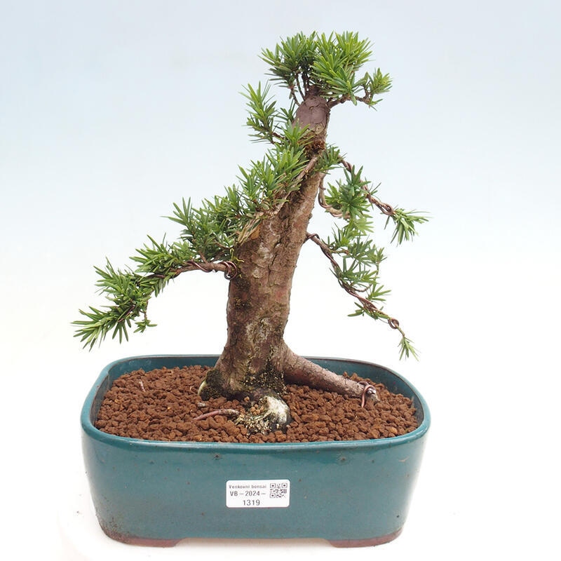 Outdoor bonsai - Taxus cuspidata - Japanese yew