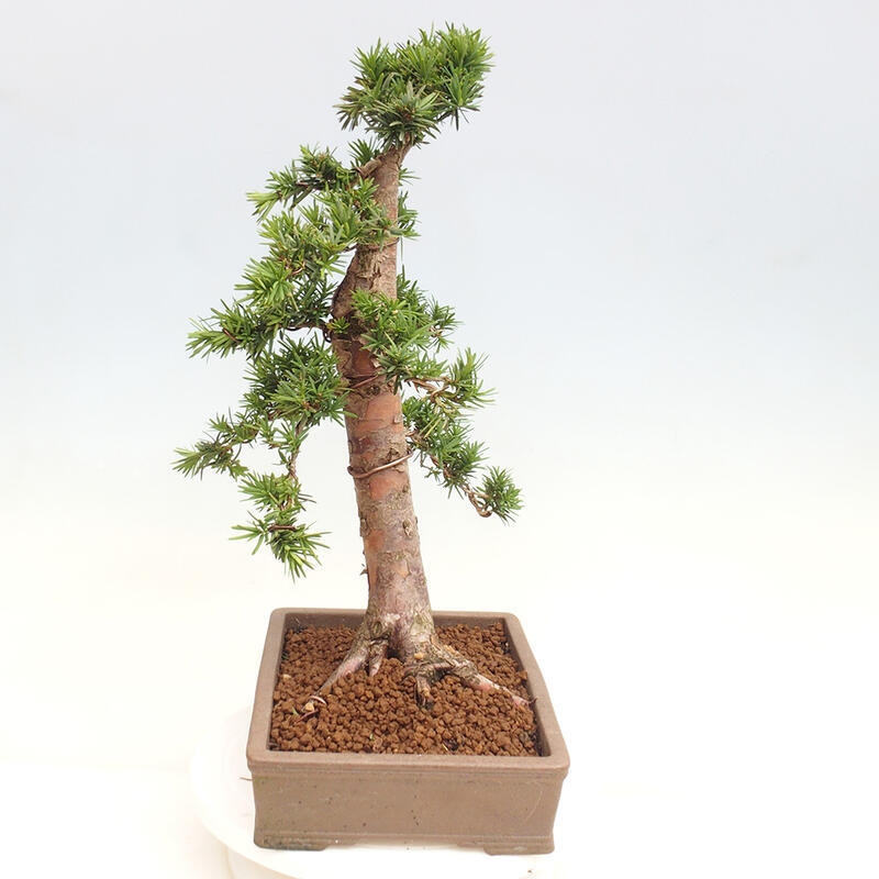 Outdoor bonsai - Taxus cuspidata - Japanese yew