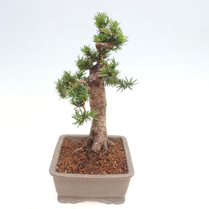 Outdoor bonsai - Taxus cuspidata - Japanese yew