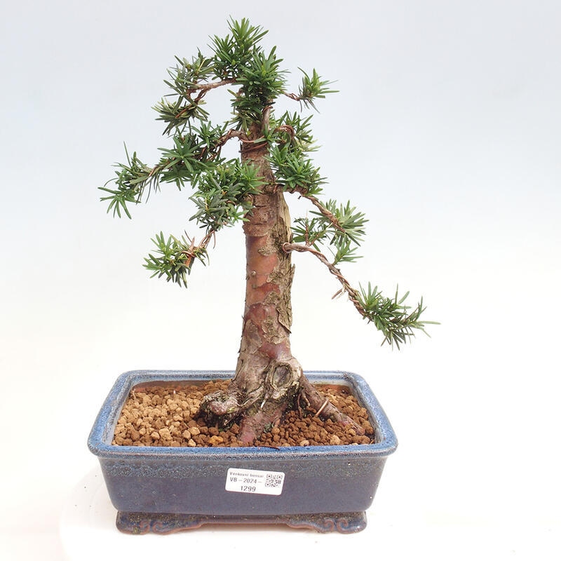 Outdoor bonsai - Taxus cuspidata - Japanese yew