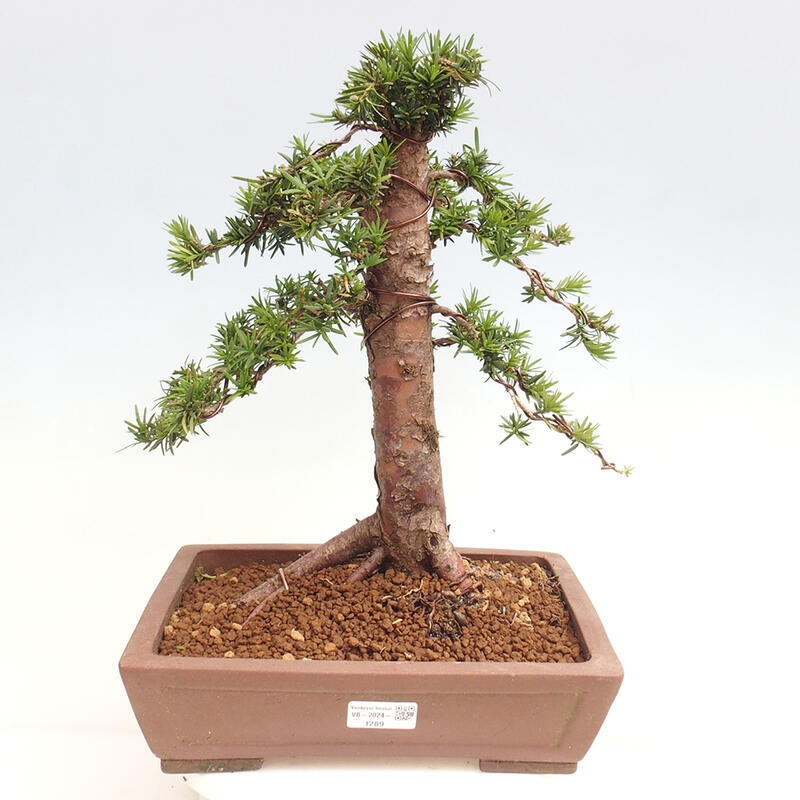 Outdoor bonsai - Taxus cuspidata - Japanese yew