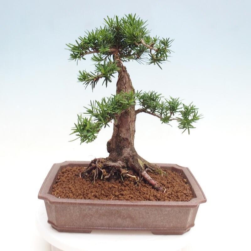 Outdoor bonsai - Taxus cuspidata - Japanese yew